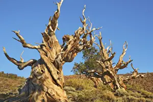 White Mountains Prints: Great Basin bristlecone pine in the White Mountains - USA, California, Inyo