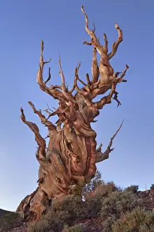 Great Basin bristlecone pine in the White Mountains - USA, California, Inyo