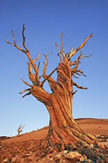 Great Basin bristlecone pine in the White Mountains - USA, California, Inyo