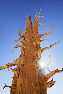 Great Basin bristlecone pine in the White Mountains - USA, California, Inyo