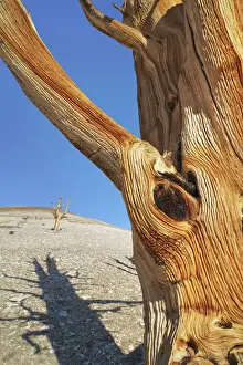 Great Basin bristlecone pine in the White Mountains - USA, California, Inyo