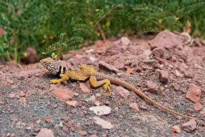 Images Dated 21st September 2023: Great Basin collared lizard (AKA desert collared lizard; Crotaphytus bicinctores)