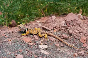 Natural Pattern Prints: Great Basin collared lizard (AKA desert collared lizard; Crotaphytus bicinctores) at Zion National Park