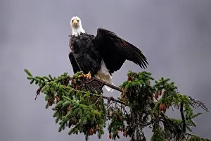 Rain Prints: Great Bear Rainforest, British Columbia