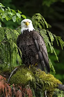 Sitting Prints: Great Bear Rainforest, British Columbia