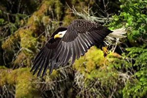 Flight Prints: Great Bear Rainforest, British Columbia, Canada. An adult bald eagle in flight