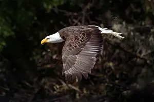 Flight Prints: Great Bear Rainforest, British Columbia, Canada. A bald eagle in flight