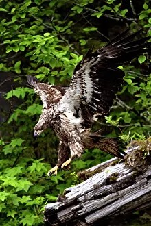 Juvenile Prints: Great Bear Rainforest, British Columbia