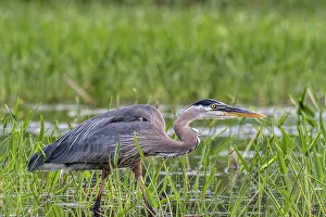 Heron Prints: Great Blue Heron (Ardea herodias), Muskoka, Ontario, Canada