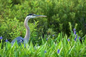 Heron Prints: Great Blue Heron (Ardea herodias), Muskoka, Ontario, Canada