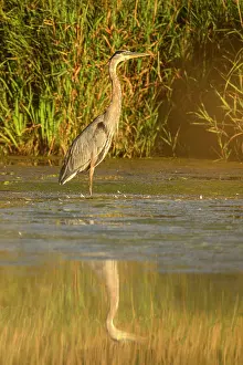 Close Ups Prints: Great blue heron (Ardea herodias), Greater Sudbury. Fielding Park, Ontario, Canada
