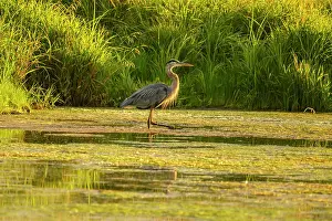 Close Ups Prints: Great blue heron (Ardea herodias)