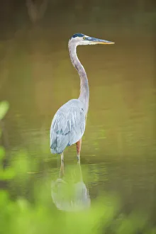 Images Dated 25th May 2021: Great blue heron (Ardea herodias) looking for food, Sanibel Island, J.N