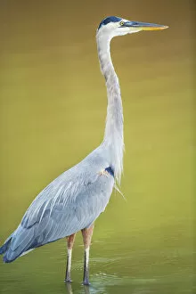 Images Dated 25th May 2021: Great blue heron (Ardea herodias) looking for food, Sanibel Island, J.N