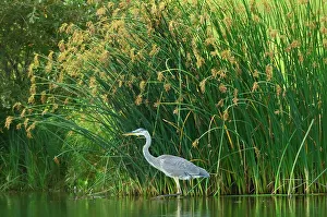 Winnipeg Prints: Great blue heron (Ardea herodias) in man-made pond. Southdale Winnipeg, Manitoba, Canada