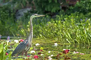 Wetland Prints: Great Blue Heron (Ardea herodias) in wetland on Horseshoe Lake near Muskoka