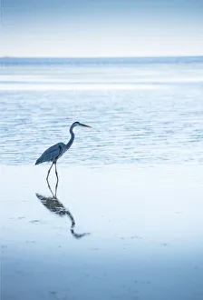 Pinellas County Prints: Great Blue Heron, Hunting For Fish, Tampa Bay, Saint Petersburg, Florida