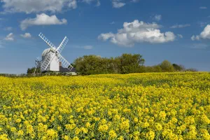 Great Chishill Windmill in Field of Rape, Cambridgeshire, England Great Chishill Windmill in Field of Rape, Cambridgeshire, England