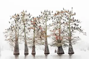 Atchafalaya Prints: great cormorants (Phalacrocorax carbo) resting on bold cypresses in the Atchafalaya Basin