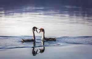 Water Bird Prints: Great crested grebe pair at courtship (Podiceps cristatus