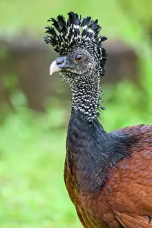 Females Prints: Great curassow (Crax rubra) Female