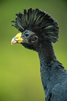 Fruit Eater Prints: Great curassow (Crax rubra), Laguna del lagarto, Alajuela, Costa Rica
