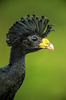Fruit Eater Prints: Great curassow (Crax rubra), Laguna del lagarto, Alajuela, Costa Rica