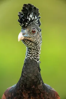 Fruit Eater Prints: Great curassow (Crax rubra), Laguna del lagarto, Alajuela, Costa Rica