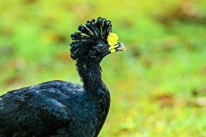 Males Prints: Great Curassow (Crax rubra) Male, Laguna del Lagarto, Alajuela, Costa Rica