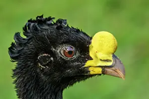 Males Prints: Great curassow (Crax rubra) Male
