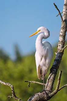 Toronto Prints: Great Egret (Ardea alba), High Park, Toronto, Ontario, Canada