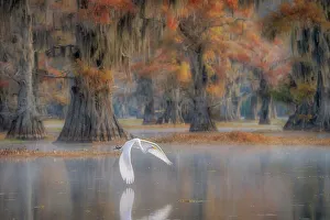 Southern Usa Prints: great egret (Ardea alba), also known as the common egret