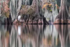 Great egret (Ardea alba), also known as the common egret or great white heron in Lake Martin, Louisiana, USA