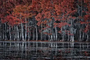 Atchafalaya Prints: Great egret (Ardea alba) in Lake Caddo in Autumn