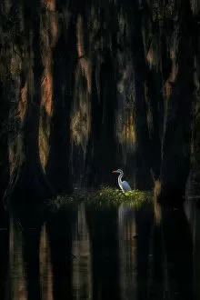 Basin Collection: Great egret (ardea alba) in Lake Martin at sunrise, Athcafalaya basin, Louisiana, USA