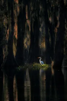 Atchafalaya Prints: Great egret (ardea alba) in Lake Martin at sunrise, Athcafalaya basin, Louisiana, USA
