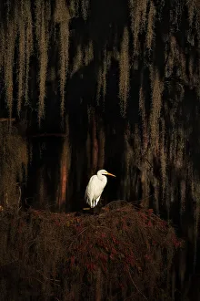 Deep South Prints: Great egret in Caddo Lake, Texas, USA