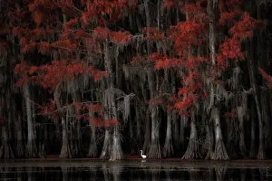 Louisiana Prints: Great egret in Lake Caddo in Autumn, Texas, USA