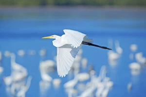 Images Dated 24th May 2019: Great Egrets (Casmerodius albus) on flight, Sanibel Island, JN Ding Darling National