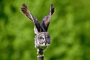 Strigidae Prints: A great gray owl in flight during summer in Alberta, Canada