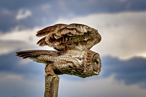 Strigidae Prints: A great gray owl in flight during summer in Alberta, Canada