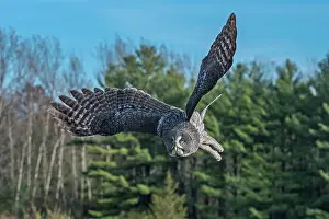Owls Prints: Great Gray Owl (Strix nebulosa) - captive bred