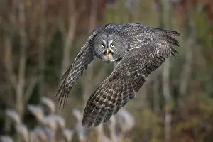 Owls Prints: Great Gray Owl (Strix nebulosa) - captive bred