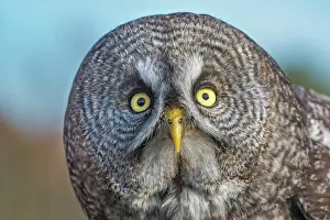 Owls Prints: Great Gray Owl (Strix nebulosa) - captive bred