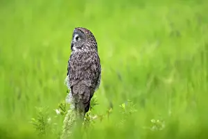 Strigidae Prints: A great gray owl in the summer perhced in the grassy field in Alberta, Canada