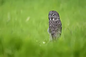 Strigidae Prints: A great gray owl in the summer perhced in the grassy field in Alberta, Canada