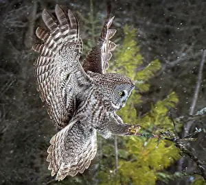 Owls Prints: A great grey owl in flight ready to land on a tree in the winter in Ontario, Canada