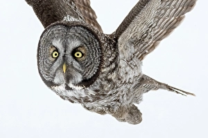 Owls Prints: A great grey owl in flight in the winter in Quebec, Canada