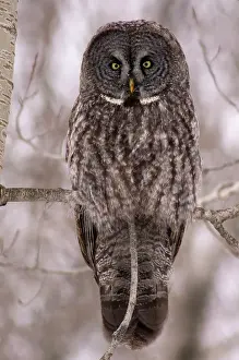 Great Grey Owl or Lapland Owl (Strix nebulosa) Winter migrant from boreal forest, Greater Sudbury, Ontario, Canada
