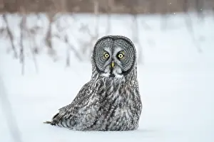 Owls Prints: A great grey owl sits in th esnow during winter in Quebec, Canada